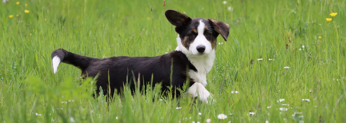 Welsh Corgi Cardigan - Steckbrief, Pflege & Haltung - WaldiBello