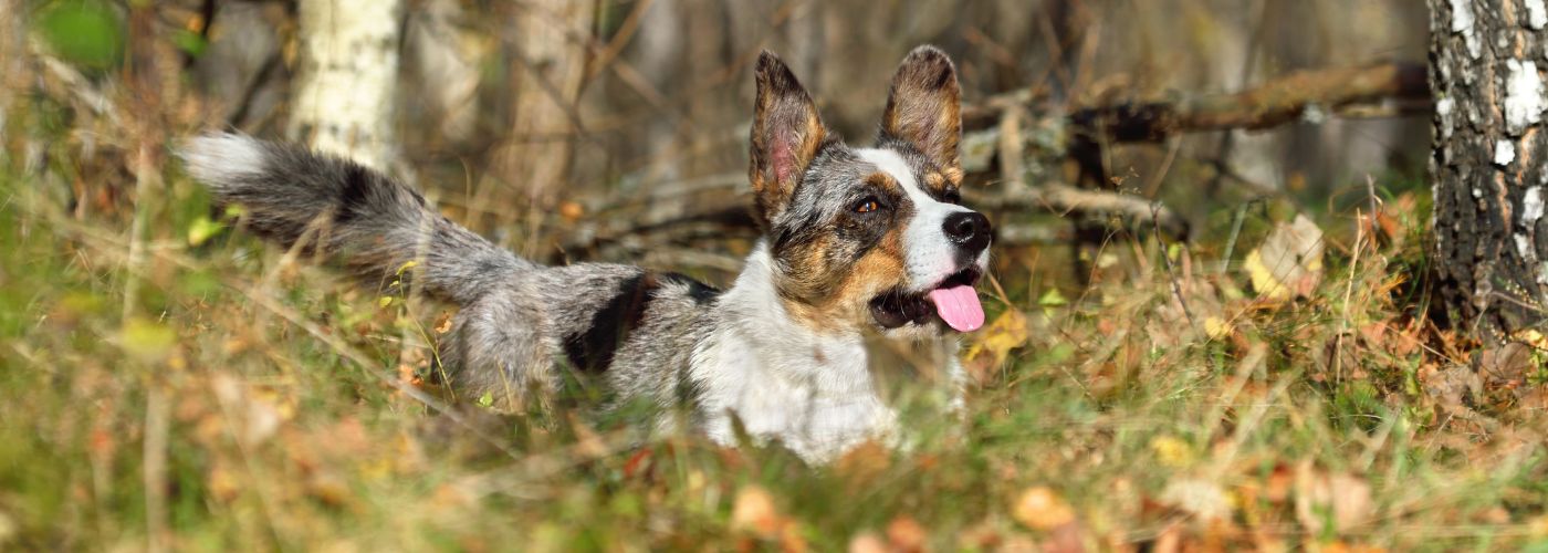 Welsh Corgi Cardigan - Steckbrief, Pflege & Haltung - WaldiBello