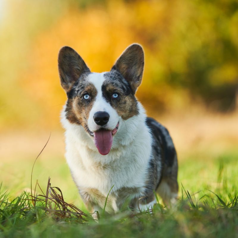 Welsh Corgi Cardigan - Steckbrief, Pflege & Haltung - WaldiBello