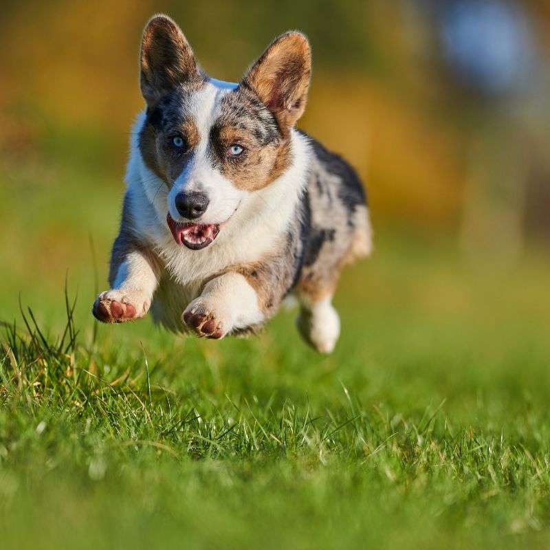 Welsh Corgi Cardigan - Steckbrief, Pflege & Haltung - WaldiBello