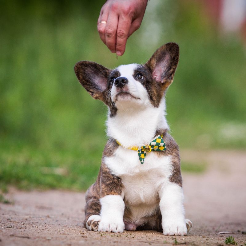 Welsh Corgi Cardigan - Steckbrief, Pflege & Haltung - WaldiBello