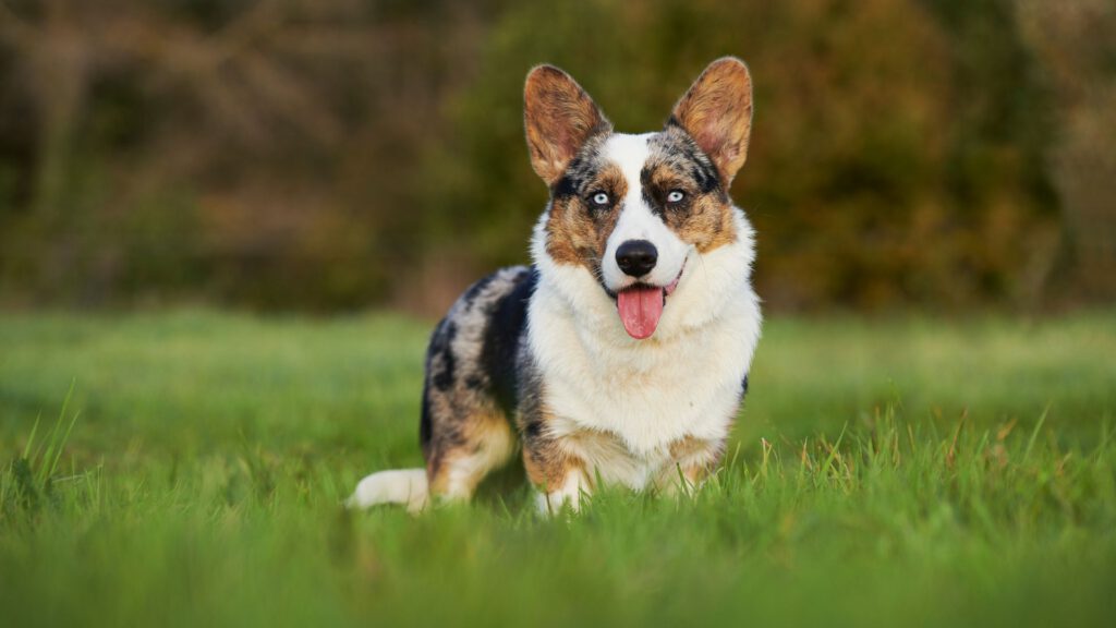 Welsh Corgi Cardigan - Steckbrief, Pflege & Haltung - WaldiBello