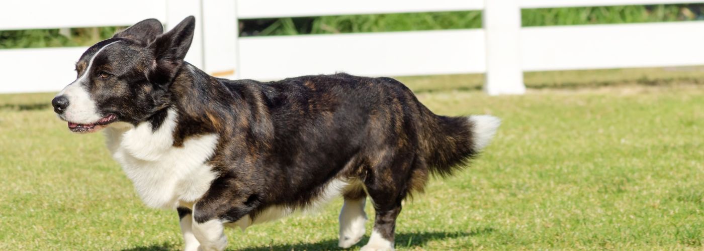 Welsh Corgi Cardigan - Steckbrief, Pflege & Haltung - WaldiBello