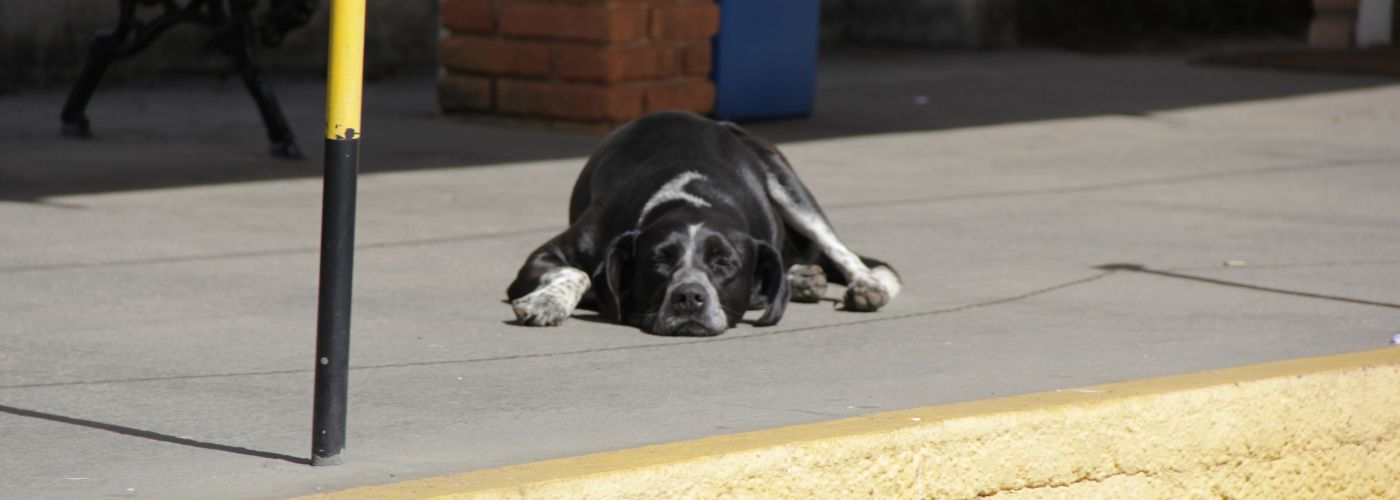 Zugfahren mit dem Hund - Tipps und Checkliste - WaldiBello