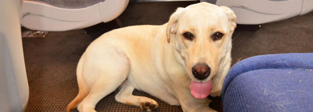 Zugfahren mit dem Hund - Tipps und Checkliste - WaldiBello