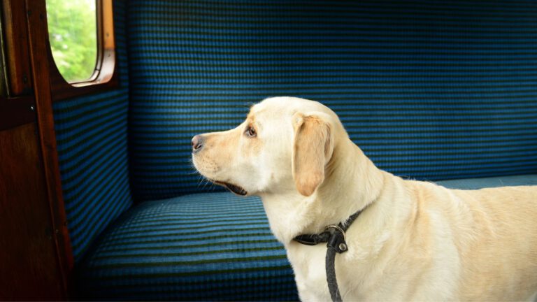Zugfahren mit dem Hund - Tipps und Checkliste - WaldiBello