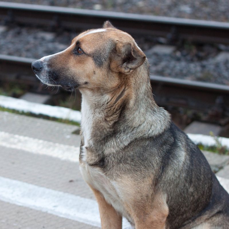 Zugfahren mit dem Hund - Tipps und Checkliste - WaldiBello