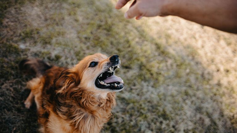 Aggressiver Hund, was tun? - Ursachen und Tipps - WaldiBello - Haustierblog