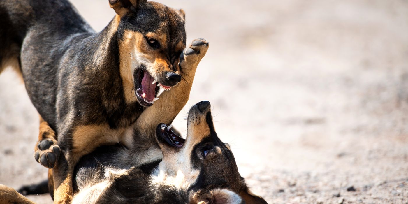 Aggressiver Hund, was tun? - Ursachen und Tipps - WaldiBello - Haustierblog