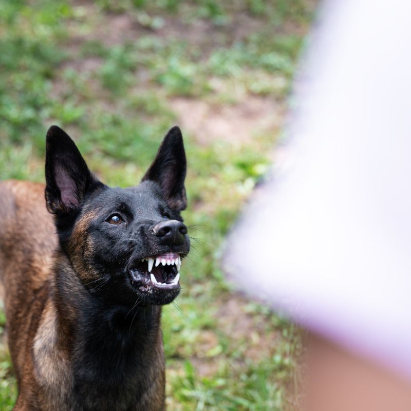 Aggressiver Hund, was tun? - Ursachen und Tipps - WaldiBello - Haustierblog