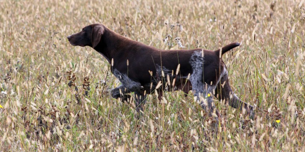 Antijagdtraining bei Hunden - Tipps und Tricks - WaldiBello - Haustierblog