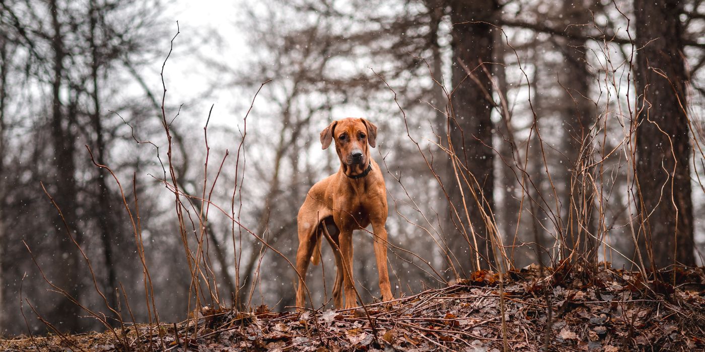 Antijagdtraining bei Hunden - Tipps und Tricks - WaldiBello - Haustierblog