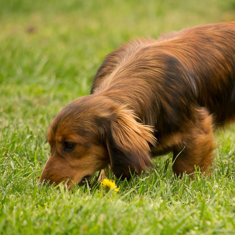 Antijagdtraining bei Hunden - Tipps und Tricks - WaldiBello - Haustierblog