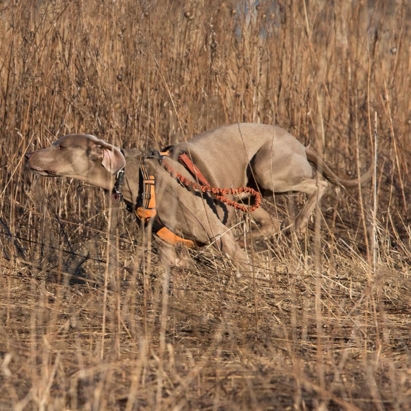 Antijagdtraining bei Hunden - Tipps und Tricks - WaldiBello - Haustierblog