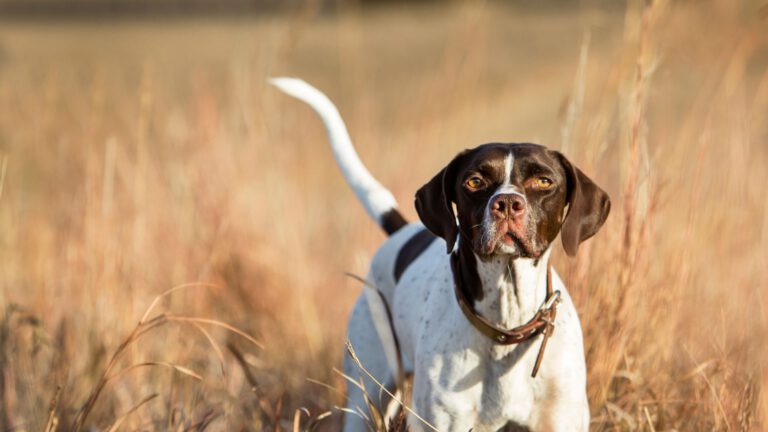 Antijagdtraining bei Hunden - Tipps und Tricks - WaldiBello - Haustierblog