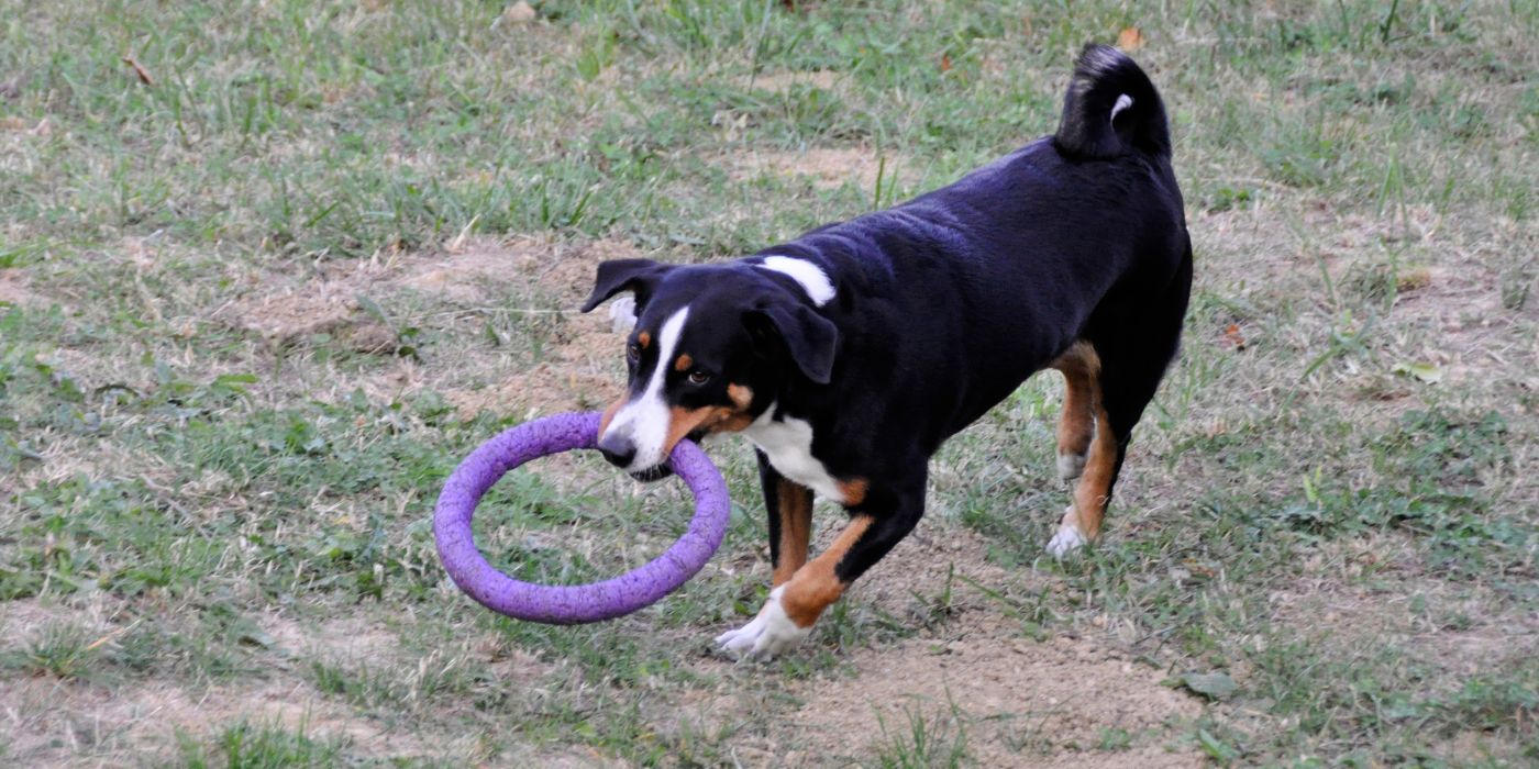 Appenzeller Sennenhund - Steckbrief, Haltung, Pflege und Ernährung - WaldiBello - Hunderassen