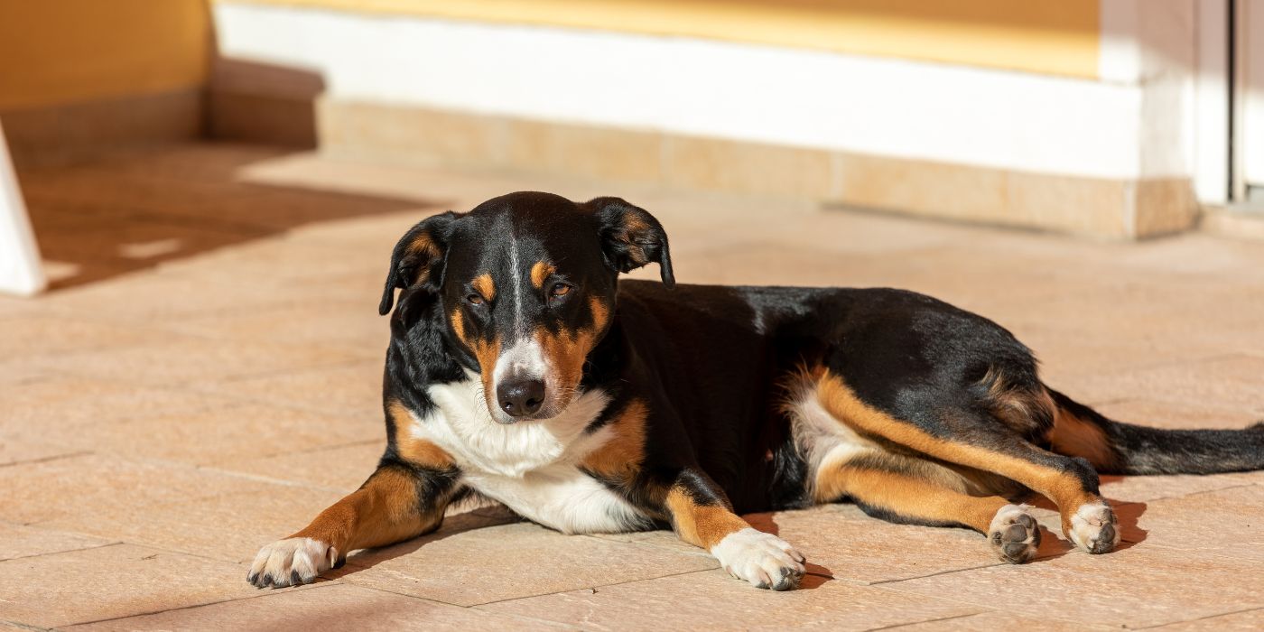 Appenzeller Sennenhund - Steckbrief, Haltung, Pflege und Ernährung - WaldiBello - Hunderassen