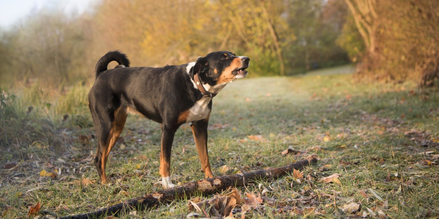 Appenzeller Sennenhund - Steckbrief, Haltung, Pflege und Ernährung - WaldiBello - Hunderassen