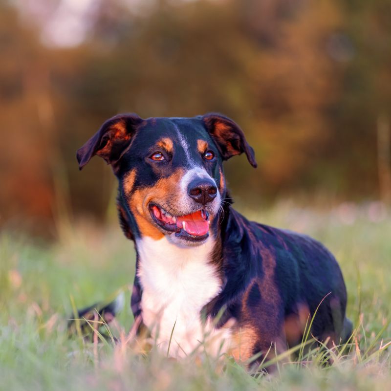 Appenzeller Sennenhund - Steckbrief, Haltung, Pflege und Ernährung - WaldiBello - Hunderassen