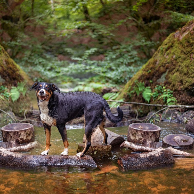 Appenzeller Sennenhund - Steckbrief, Haltung, Pflege und Ernährung - WaldiBello - Hunderassen