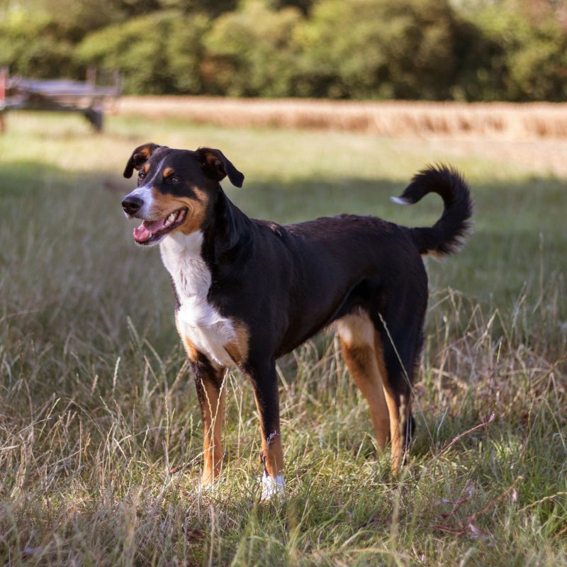 Appenzeller Sennenhund - Steckbrief, Haltung, Pflege und Ernährung - WaldiBello - Hunderassen