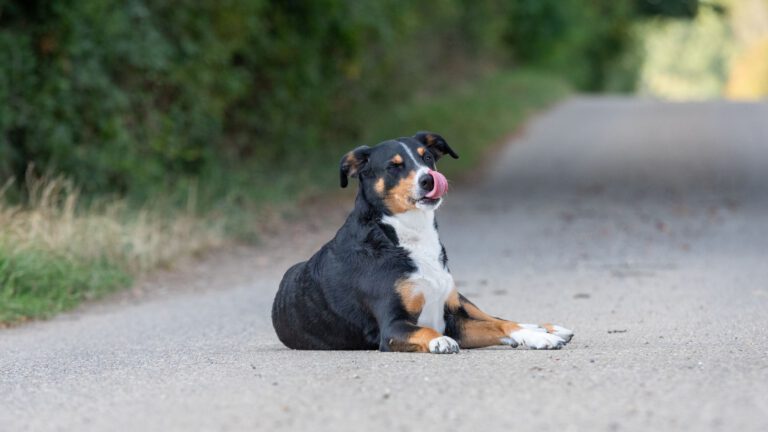 Appenzeller Sennenhund - Steckbrief, Haltung, Pflege und Ernährung - WaldiBello - Hunderassen