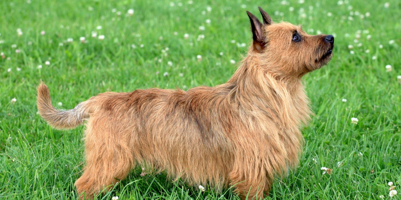 Australian Terrier - Steckbrief, Haltung, Pflege und Ernährung - WaldiBello - Hunderassen