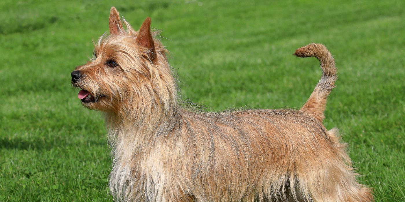 Australian Terrier - Steckbrief, Haltung, Pflege und Ernährung - WaldiBello - Hunderassen