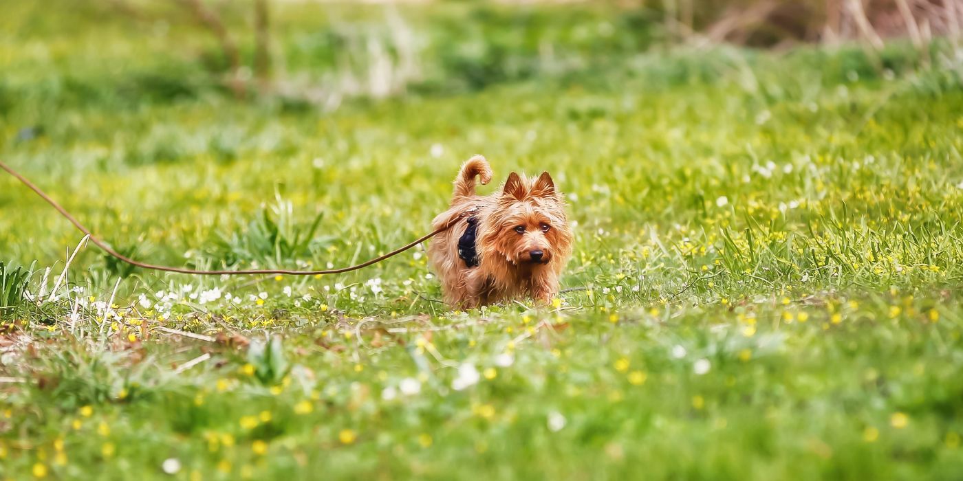 Australian Terrier - Steckbrief, Haltung, Pflege und Ernährung - WaldiBello - Hunderassen