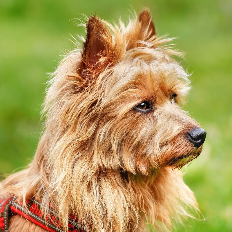 Australian Terrier - Steckbrief, Haltung, Pflege und Ernährung - WaldiBello - Hunderassen