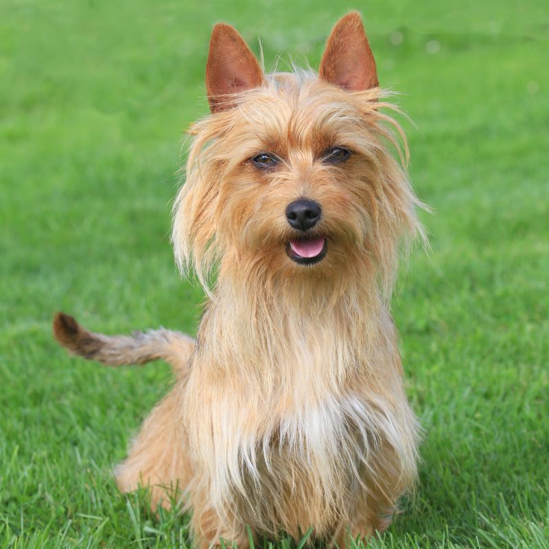 Australian Terrier - Steckbrief, Haltung, Pflege und Ernährung - WaldiBello - Hunderassen