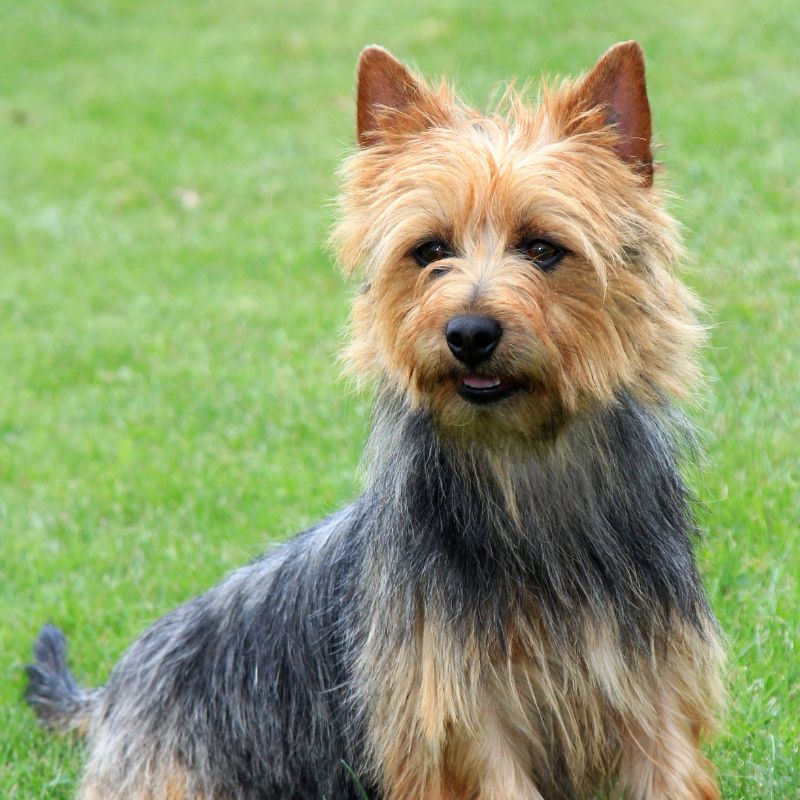 Australian Terrier - Steckbrief, Haltung, Pflege und Ernährung - WaldiBello - Hunderassen