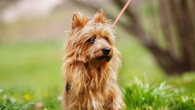 Australian Terrier - Steckbrief, Haltung, Pflege und Ernährung - WaldiBello - Hunderassen