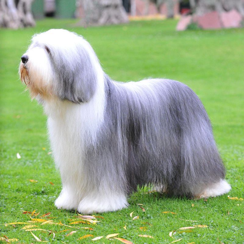 Bearded Collie - Steckbrief, Haltung, Pflege und Ernährung - WaldiBello - Hunderassen