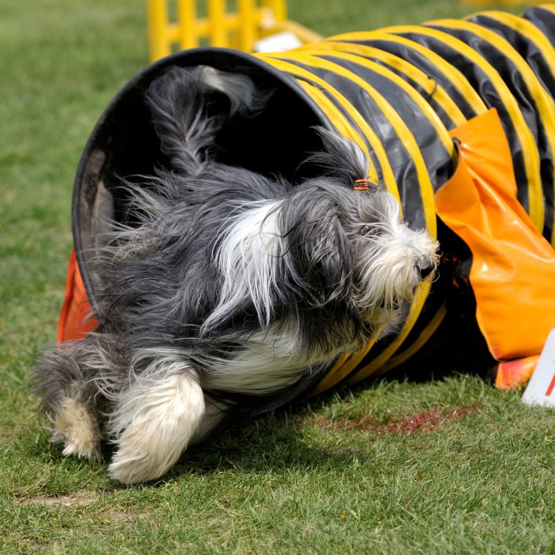 Bearded Collie - Steckbrief, Haltung, Pflege und Ernährung - WaldiBello - Hunderassen