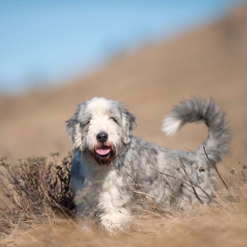 Bearded Collie - Steckbrief, Haltung, Pflege und Ernährung - WaldiBello - Hunderassen