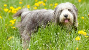 Bearded Collie - Steckbrief, Haltung, Pflege und Ernährung - WaldiBello - Hunderassen