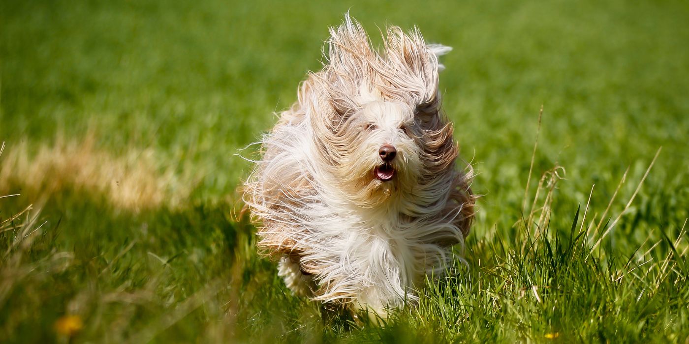 Bearded Collie - Steckbrief, Haltung, Pflege und Ernährung - WaldiBello - Hunderassen