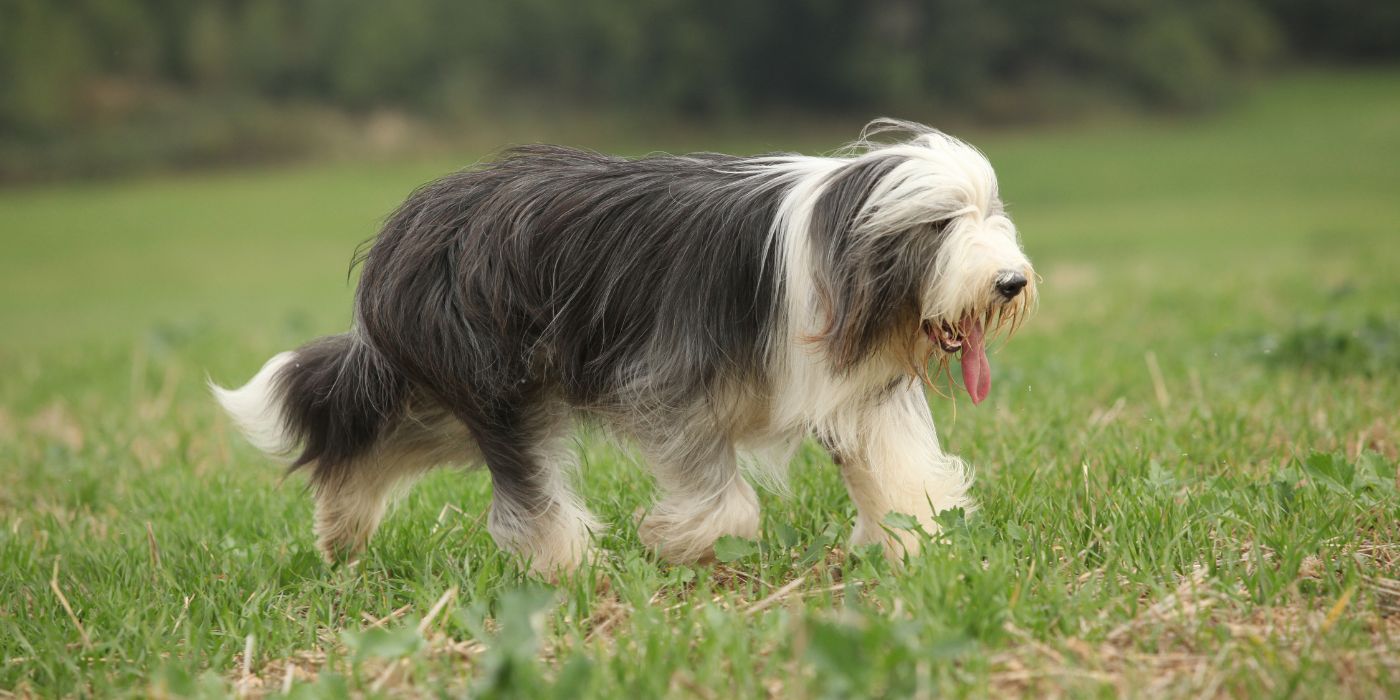 Bearded Collie - Steckbrief, Haltung, Pflege und Ernährung - WaldiBello - Hunderassen