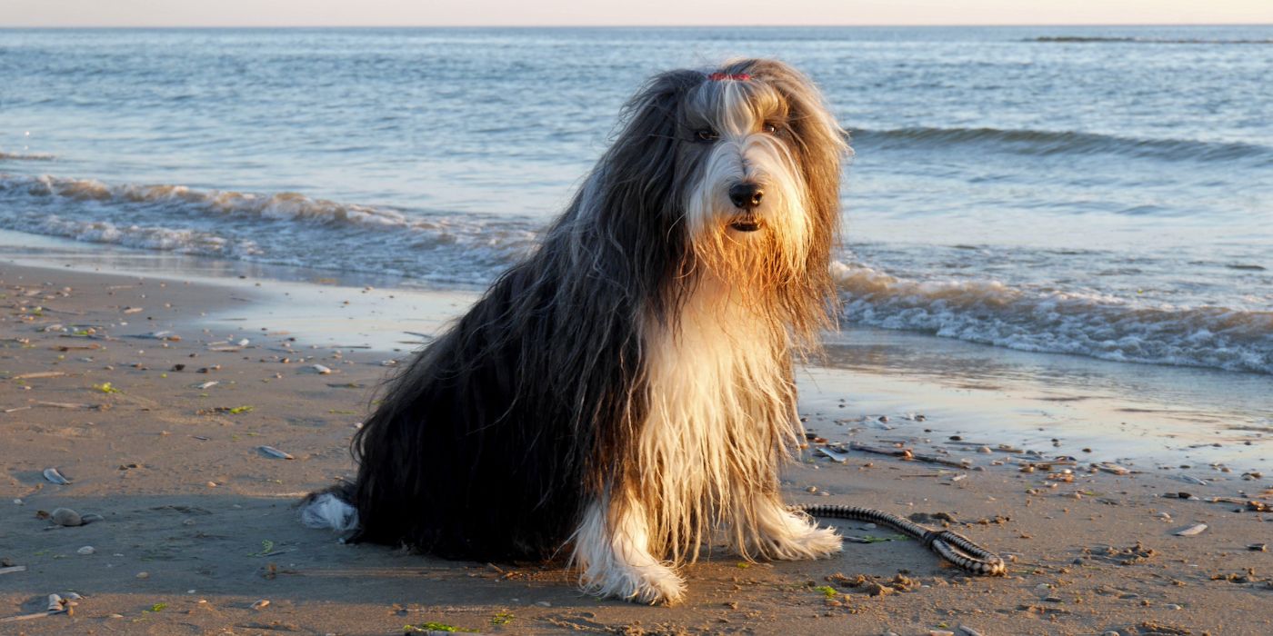 Bearded Collie - Steckbrief, Haltung, Pflege und Ernährung - WaldiBello - Hunderassen