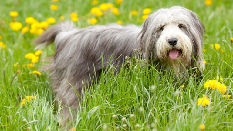 Bearded Collie - Steckbrief, Haltung, Pflege und Ernährung - WaldiBello - Hunderassen