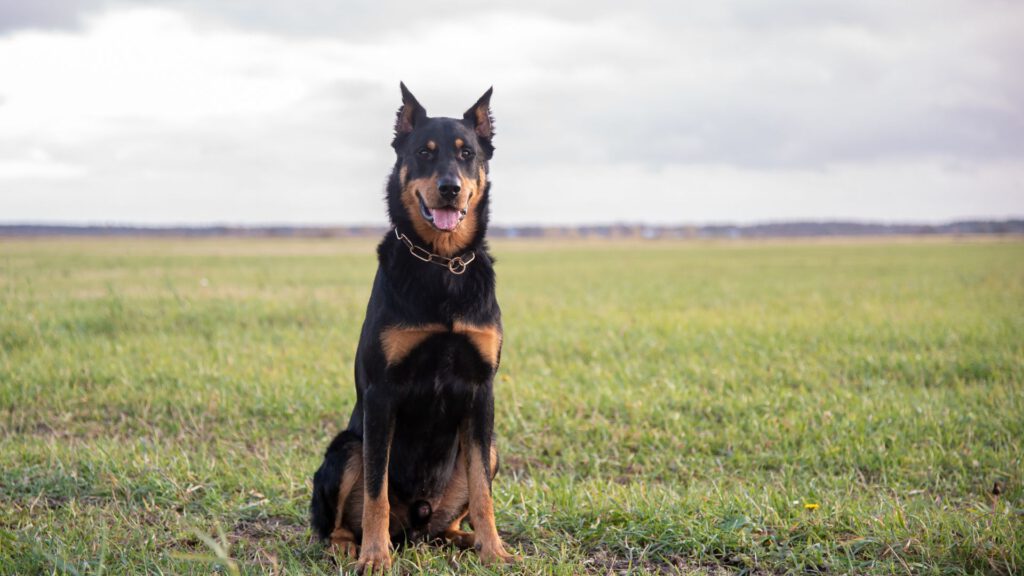 Beauceron - Steckbrief, Haltung, Pflege und Herkunft - Ratgeber - WaldiBello - Hunderassen