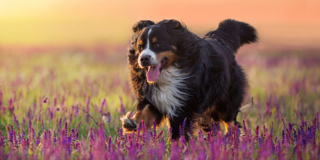 Bienenstich beim Hund: Tipps für die richtige Pflege - WaldiBello - Haustierblog