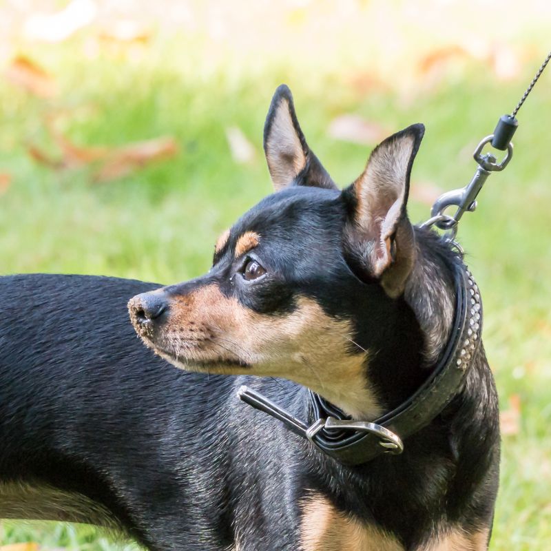 Bienenstich beim Hund: Tipps für die richtige Pflege - WaldiBello - Haustierblog