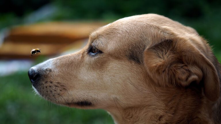 Bienenstich beim Hund: Tipps für die richtige Pflege - WaldiBello - Haustierblog