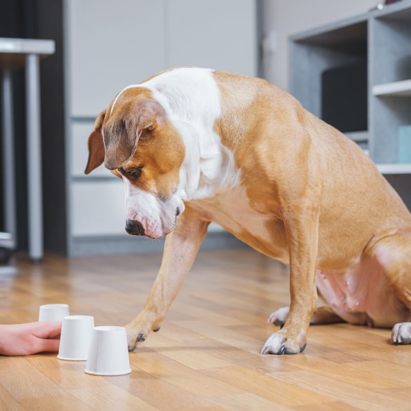 Bindung zum Hund aufbauen - Hundeerziehung - WaldiBello - Haustierblog