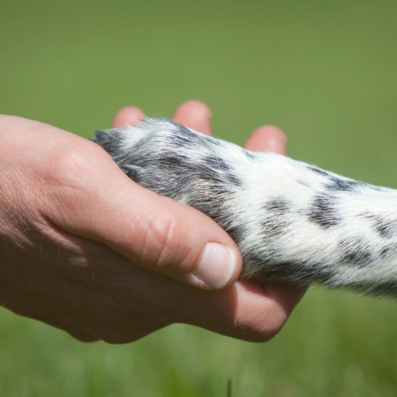 Bindung zum Hund aufbauen - Hundeerziehung - WaldiBello - Haustierblog