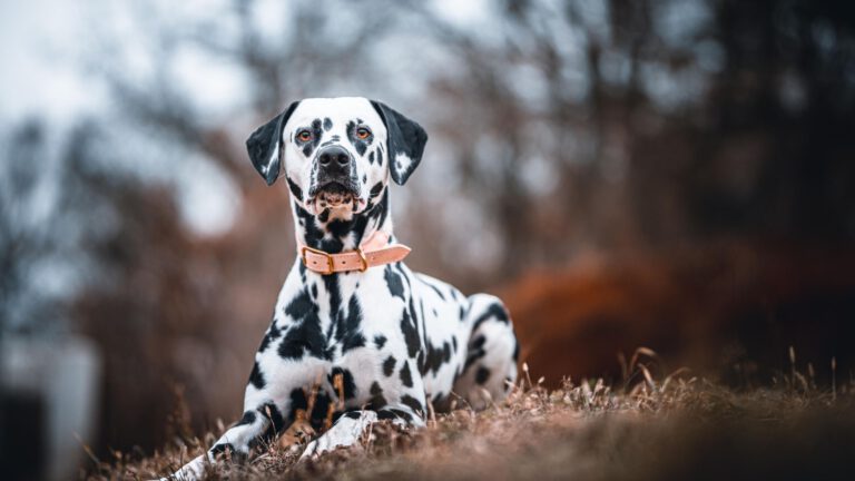 Dalmatiner - Steckbrief, Haltung, Pflege und Ernährung - WaldiBello - Hunderassen