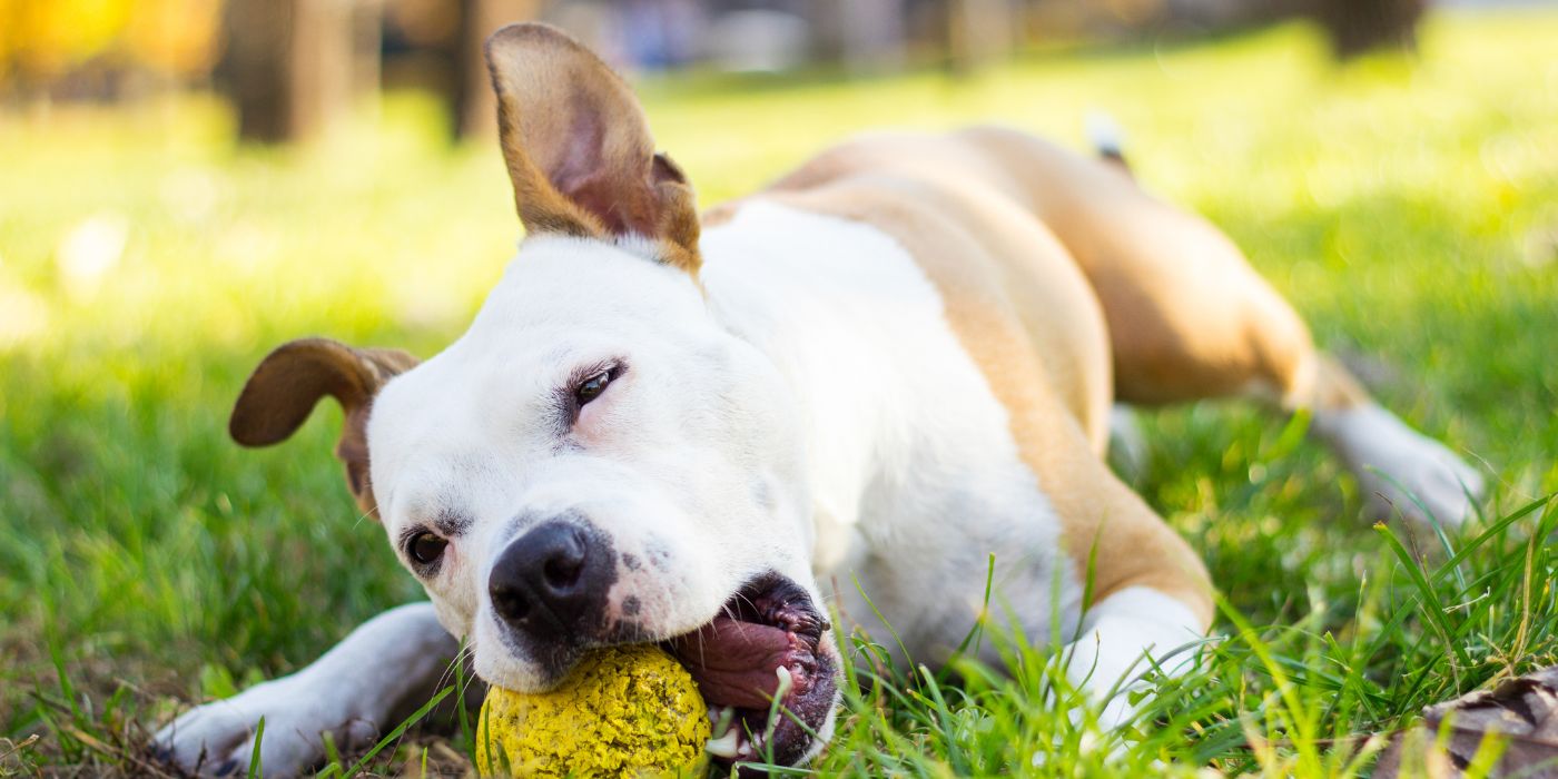 Dem Hund Apportieren beibringen - Tipps und Tricks - WaldiBello - Haustierblog