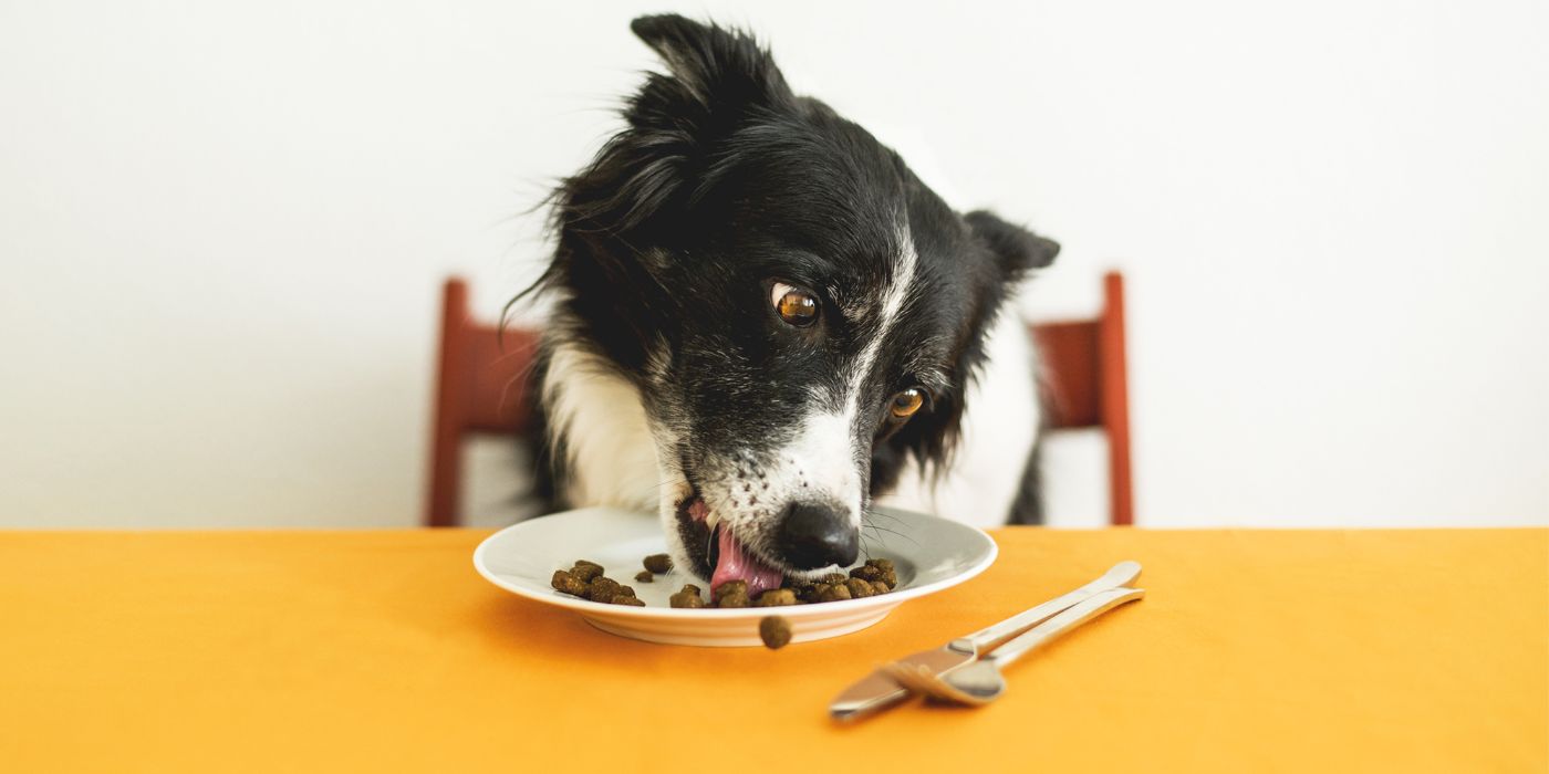 Futterneid beim Hund abgewöhnen - Tipps und Tricks - WaldiBello